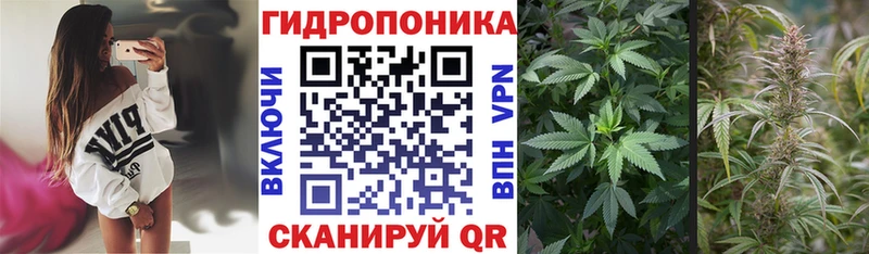 купить наркотики цена  Хасавюрт  Канабис White Widow 